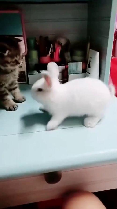 猫兔首页在线视频