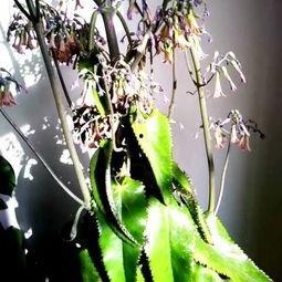 古藤兰在线视频,穿越时空的奇幻之旅