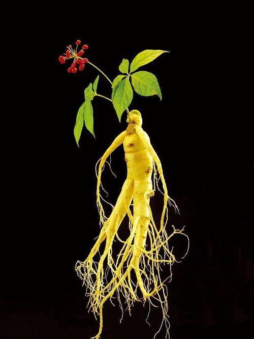 石山奈慧在线视频,揭秘高效学习与生活平衡之道